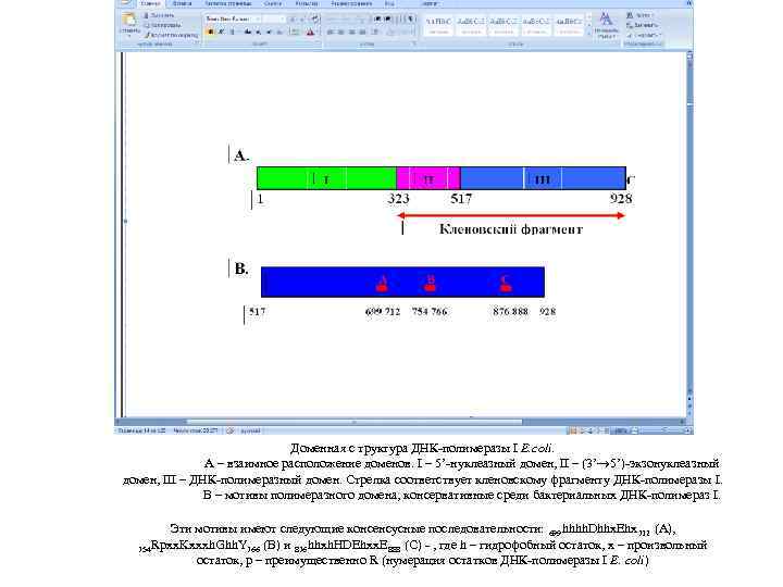 Доменная с труктура ДНК-полимеразы I E. coli. A – взаимное расположение доменов. I –