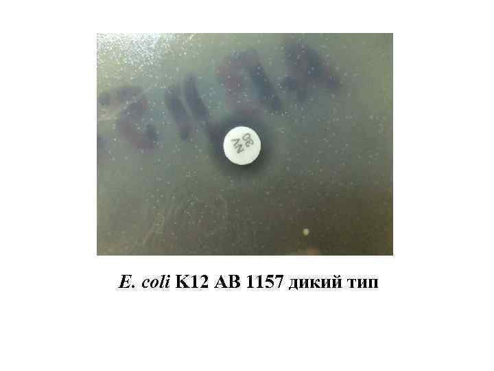 E. сoli K 12 AB 1157 дикий тип 