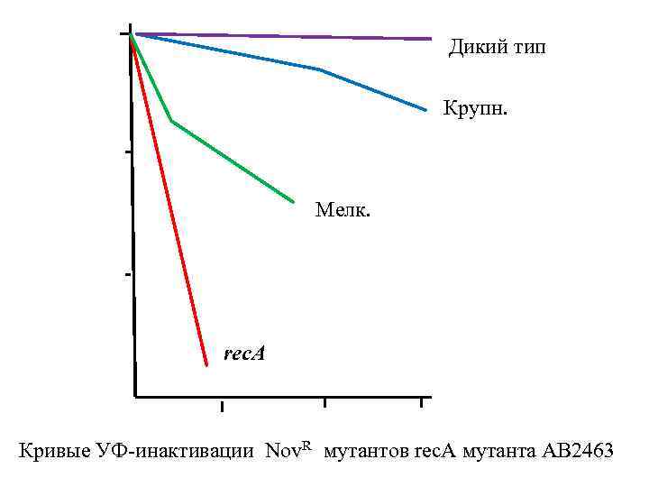 Дикий тип Крупн. Мелк. rec. A Кривые УФ-инактивации Nov. R мутантов rec. A мутанта
