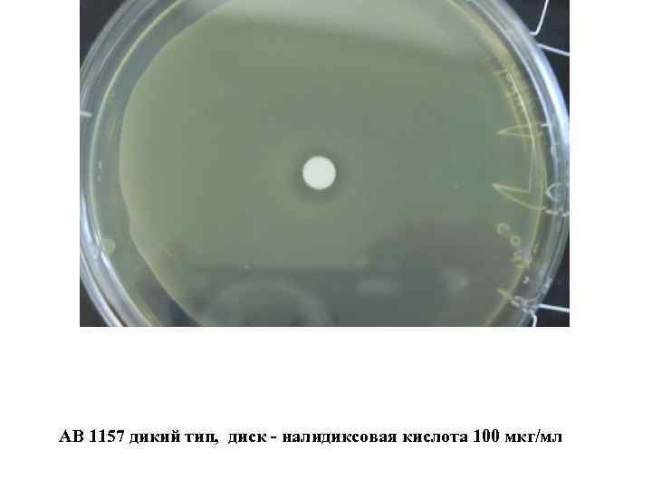  AB 1157 дикий тип, диск - налидиксовая кислота 100 мкг/мл 