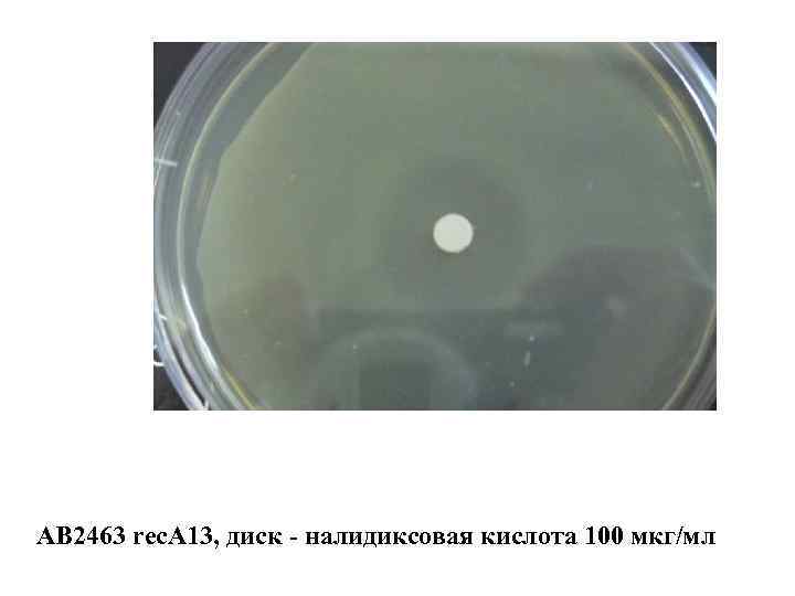 АВ 2463 rec. A 13, диск - налидиксовая кислота 100 мкг/мл 