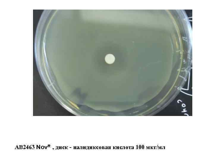 АВ 2463 Nov. R , диск - налидиксовая кислота 100 мкг/мл 