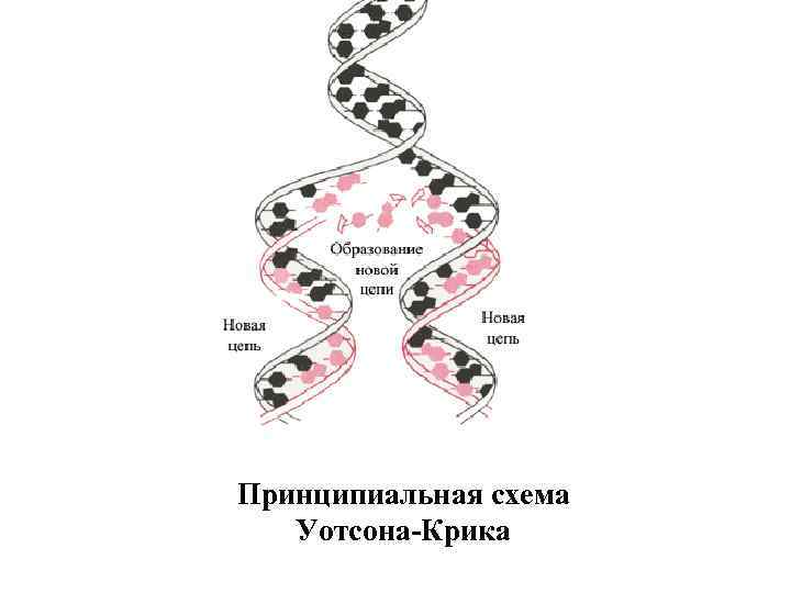 Принципиальная схема Уотсона-Крика 