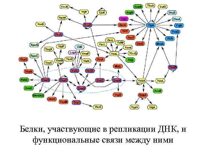 Белки, участвующие в репликации ДНК, и функциональные связи между ними 