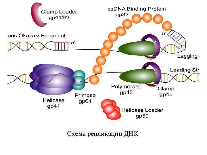 Схема репликации ДНК 