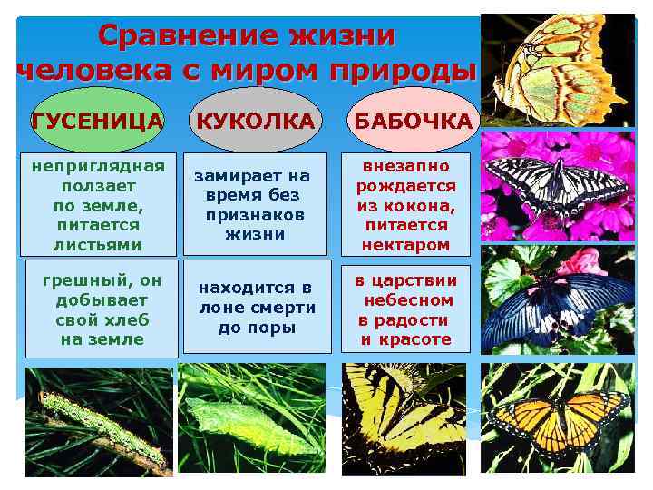 Сравнение жизни человека с миром природы ГУСЕНИЦА КУКОЛКА БАБОЧКА неприглядная ползает по земле, питается