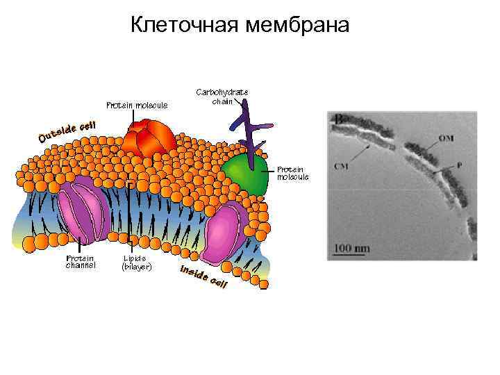 Клеточная мембрана 