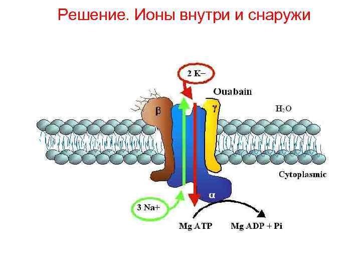 Решение. Ионы внутри и снаружи 
