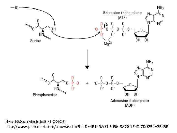 Нуклеофильная атака на фосфат http: //www. piercenet. com/browse. cfm? fld. ID=4 E 12 BA