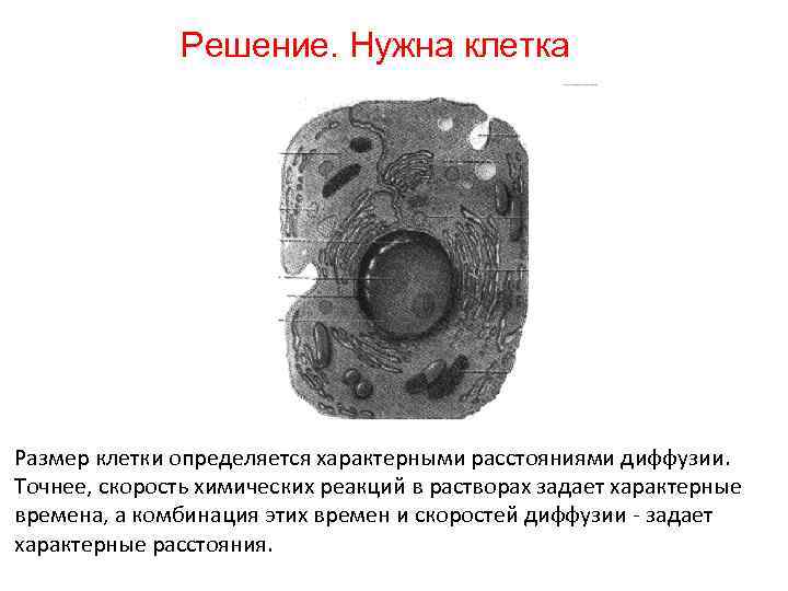 Решение. Нужна клетка Размер клетки определяется характерными расстояниями диффузии. Точнее, скорость химических реакций в