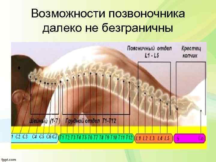 Возможности позвоночника далеко не безграничны 