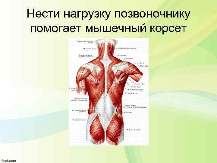 M Intertransversarii laterales Lumborum