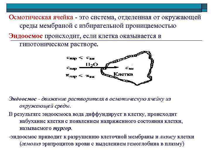 Осмотическая ячейка это система, отделенная от окружающей среды мембраной с избирательной проницаемостью Эндоосмос происходит,