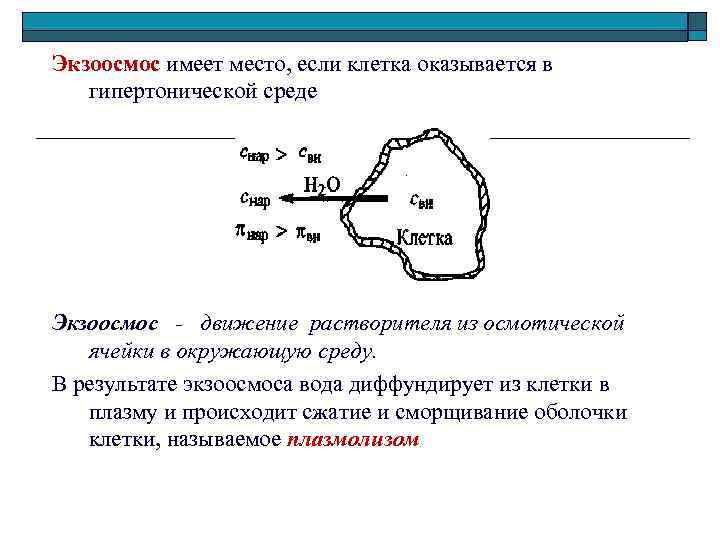 Экзоосмос имеет место, если клетка оказывается в гипертонической среде Экзоосмос - движение растворителя из