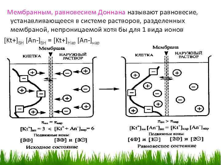  Мембранным, равновесием Доннана называют равновесие, устанавливающееся в системе растворов, разделенных мембраной, непроницаемой хотя