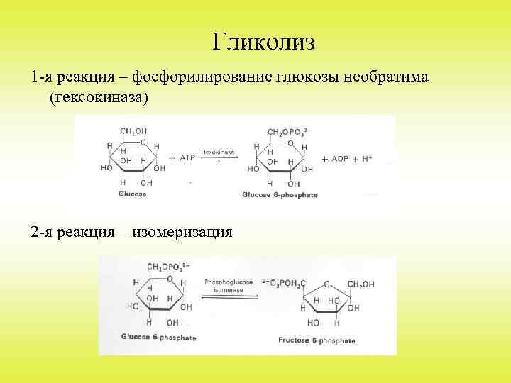 Гликолиз 1 -я реакция – фосфорилирование глюкозы необратима (гексокиназа) 2 -я реакция – изомеризация