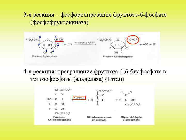 3 -я реакция – фосфорилирование фруктозо-6 -фосфата (фосфофруктокиназа) 6 1 5 2 4 3