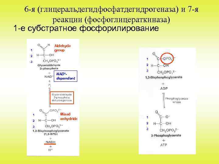 6 -я (глицеральдегидфосфатдегидрогеназа) и 7 -я реакции (фосфоглицераткиназа) 1 -е субстратное фосфорилирование Aldehyde group