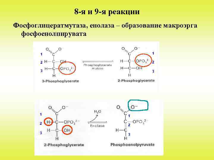 8 -я и 9 -я реакции Фосфоглицератмутаза, енолаза – образование макроэрга фосфоенолпирувата 1 1