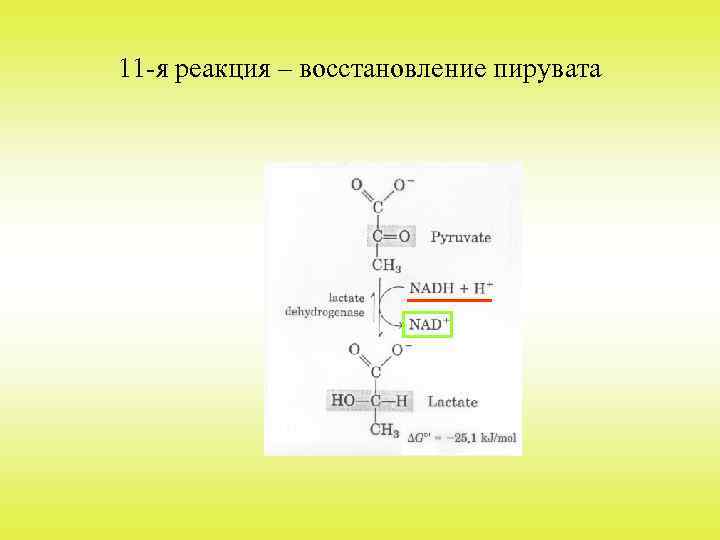 11 -я реакция – восстановление пирувата 