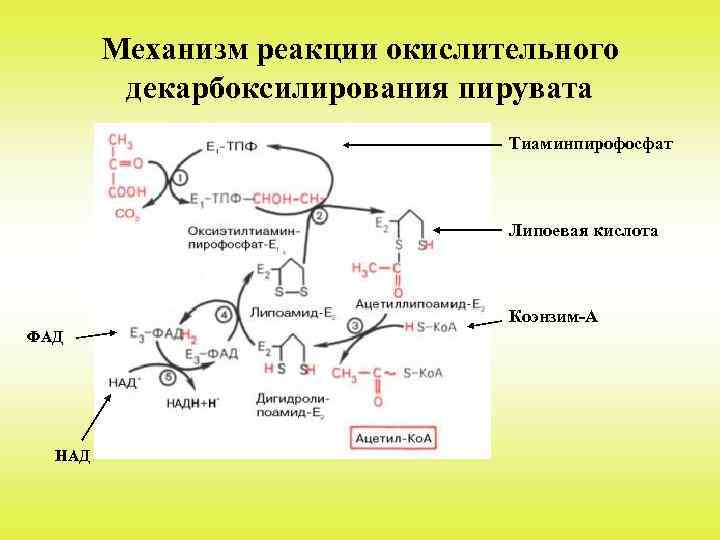 Механизм реакции окислительного декарбоксилирования пирувата Тиаминпирофосфат Липоевая кислота Коэнзим-А ФАД НАД 