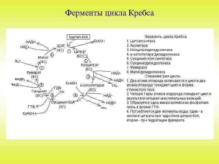 Цикл кребса схема