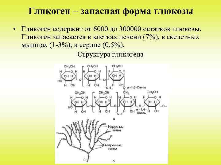 Гликоген – запасная форма глюкозы • Гликоген содержит от 6000 до 300000 остатков глюкозы.
