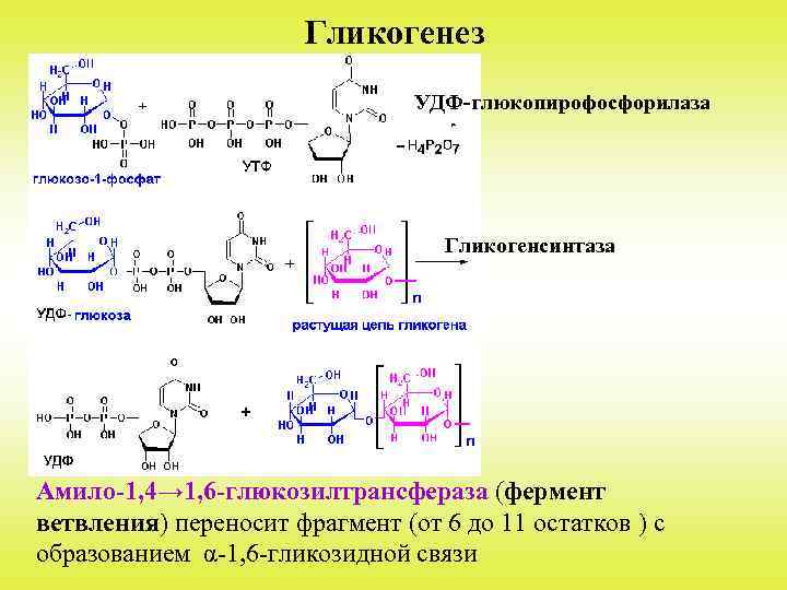 Гликогенез УДФ-глюкопирофосфорилаза Гликогенсинтаза Амило-1, 4→ 1, 6 -глюкозилтрансфераза (фермент ветвления) переносит фрагмент (от 6