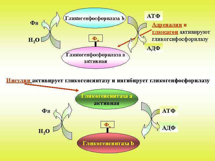 Гликогенфосфорилаза b Фн Фн Н 2 О АТФ Адреналин и глюкагон активируют гликогенфосфорилазу АДФ