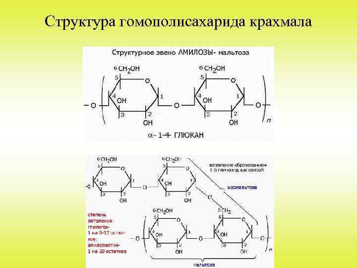 Структура гомополисахарида крахмала 