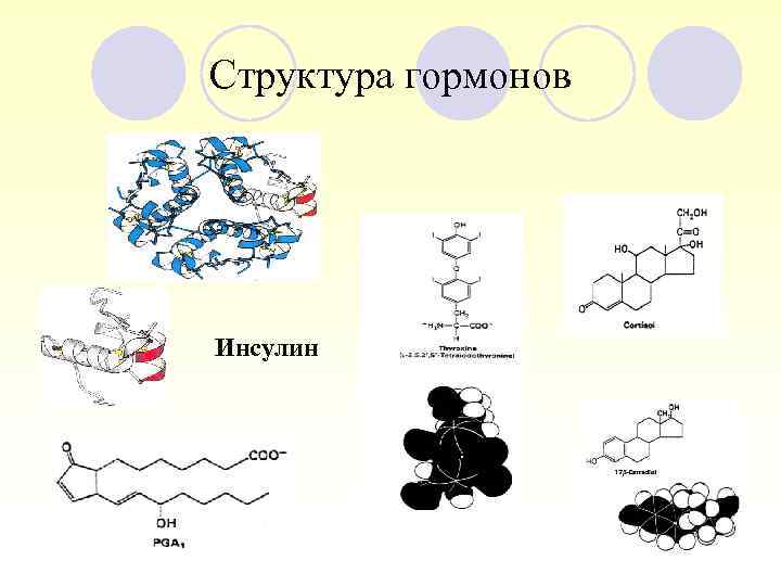 Структура гормонов Инсулин 