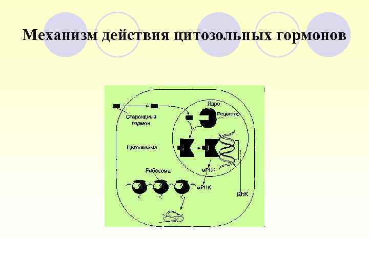 Механизм действия цитозольных гормонов 