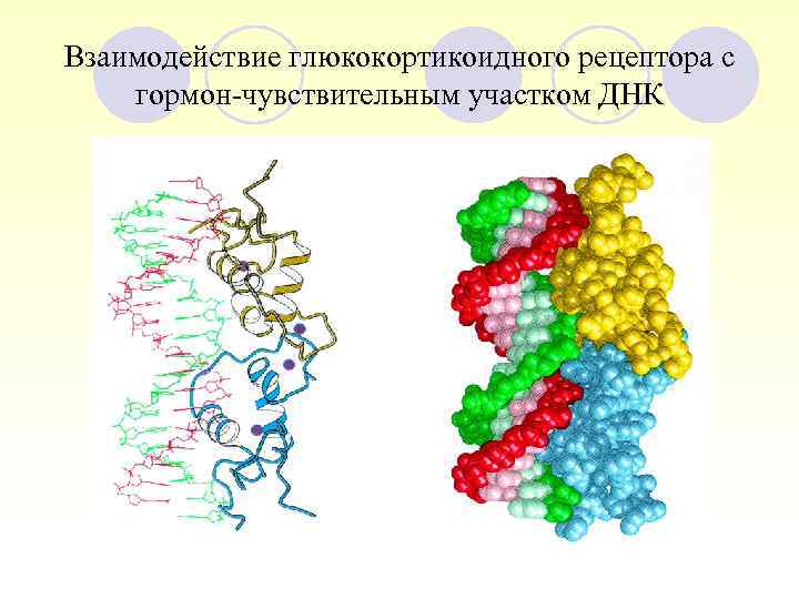 Взаимодействие глюкокортикоидного рецептора с гормон-чувствительным участком ДНК 