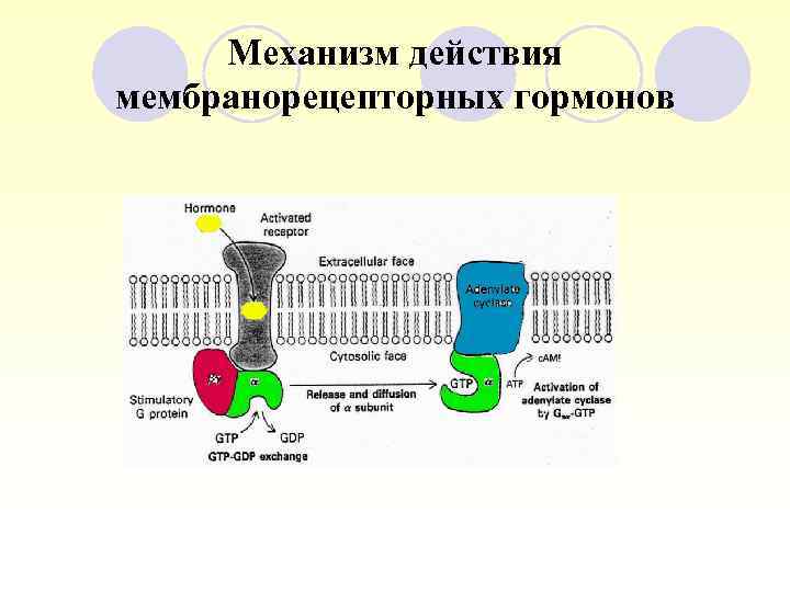 Механизм действия мембранорецепторных гормонов 