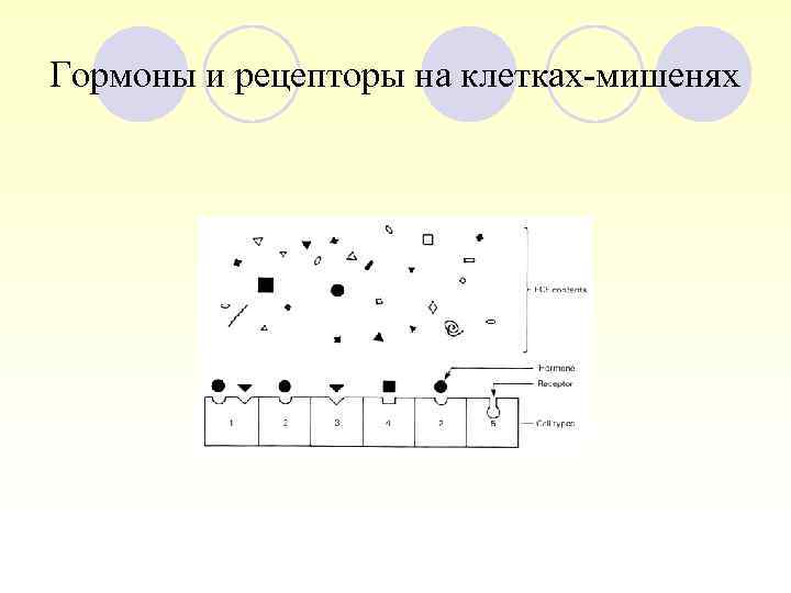 Гормоны и рецепторы на клетках-мишенях 