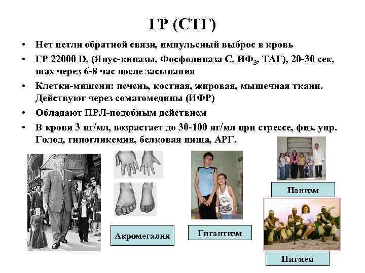 ГР (СТГ) • Нет петли обратной связи, импульсный выброс в кровь • ГР 22000