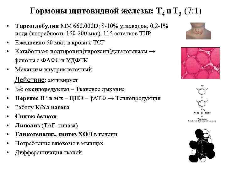 Гормоны щитовидной железы: Т 4 и Т 3 (7: 1) • Тиреоглобулин ММ 660.