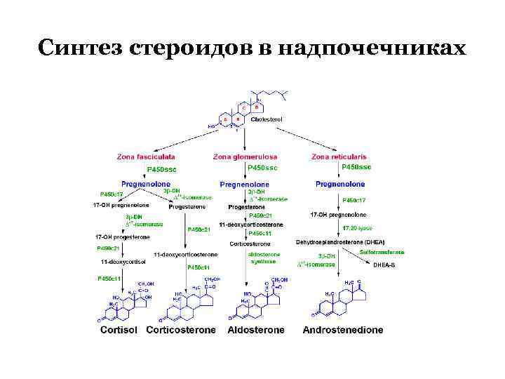 Синтез стероидов в надпочечниках 