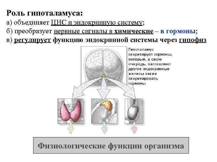 Роль гипоталамуса: а) объединяет ЦНС и эндокринную систему; б) преобразует нервные сигналы в химические