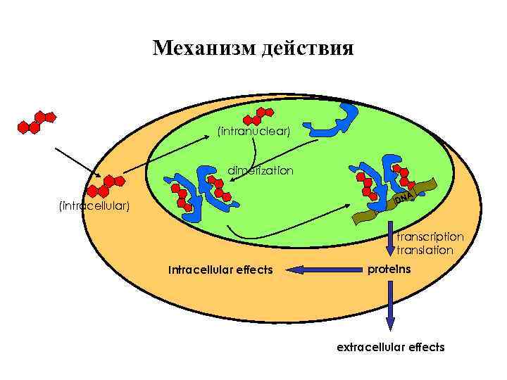 Механизм действия (intranuclear) dimerization A DN (intracellular) transcription translation Intracellular effects proteins extracellular effects