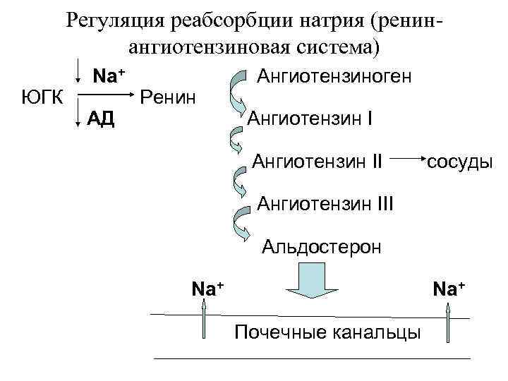 Схема регуляции реабсорбции