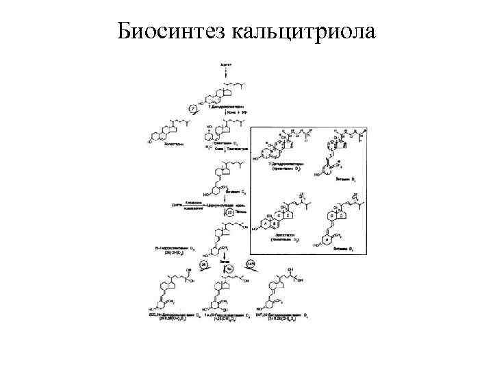 Биосинтез кальцитриола 