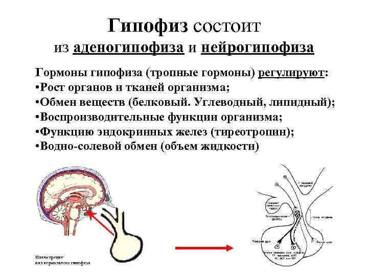 Гипофиз состоит из аденогипофиза и нейрогипофиза Гормоны гипофиза (тропные гормоны) регулируют: • Рост органов