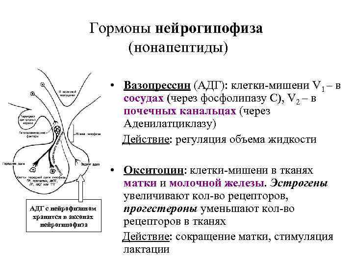 Гормоны нейрогипофиза (нонапептиды) • Вазопрессин (АДГ): клетки-мишени V 1 – в сосудах (через фосфолипазу