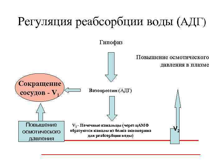 Схема регуляции реабсорбции