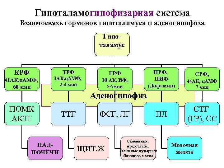 Гипоталамогипофизарная система Взаимосвязь гормонов гипоталамуса и аденогипофиза Гипоталамус КРФ ТРФ 41 АК, ц. АМФ,