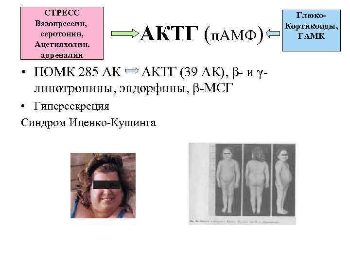 СТРЕСС Вазопрессин, серотонин, Ацетилхолин. адреналин АКТГ (ц. АМФ) • ПОМК 285 АК АКТГ (39