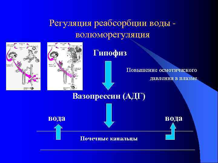 Регуляция реабсорбции воды волюморегуляция Гипофиз Повышение осмотического давления в плазме Вазопрессин (АДГ) вода Почечные