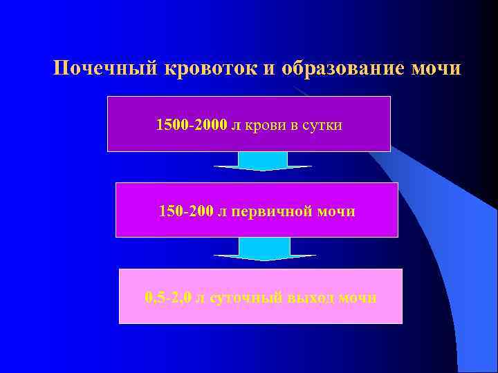 Почечный кровоток и образование мочи 1500 -2000 л крови в сутки 150 -200 л