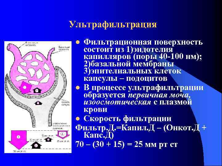 Ультрафильтрация Фильтрационная поверхность состоит из 1)эндотелия капилляров (поры 40 -100 нм); 2)базальной мембраны 3)эпителиальных